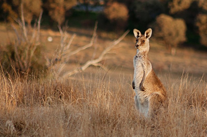 evening roo.jpg